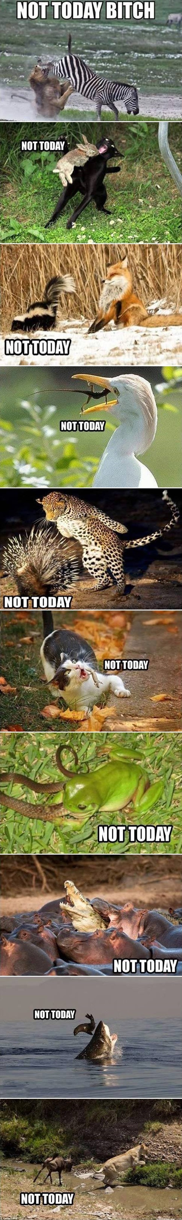 Galerija: Životinje koje su rekle "Dosta!"