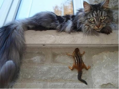 nindža vjeverica spašava život