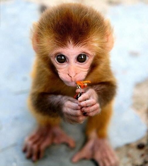 I majmuni imaju više smisla za romantiku od muškaraca