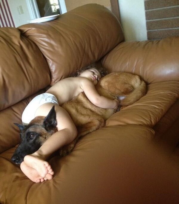 suosjećamo, peso, al bolje ti je i ovo nego ulica