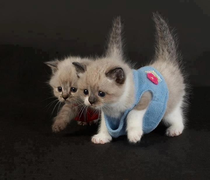 Ide zima, mace lutaju, nabavi im puloverčić