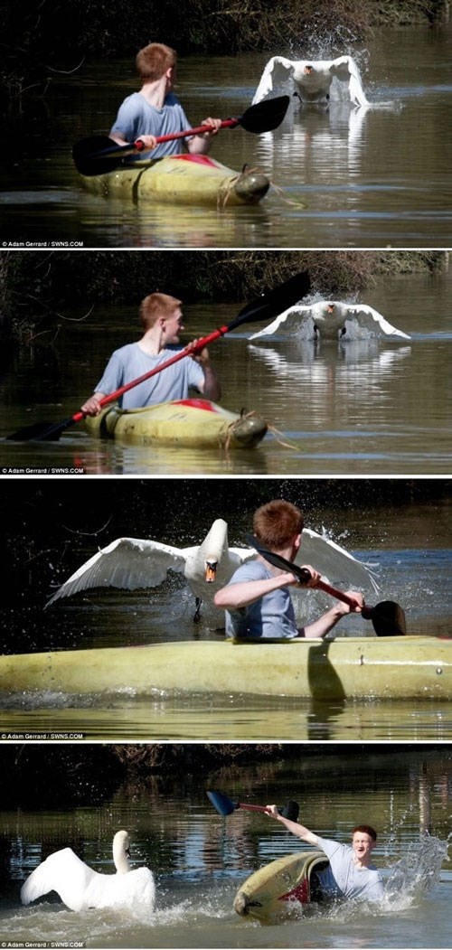 pakleni labud napao veslača nasred jezera