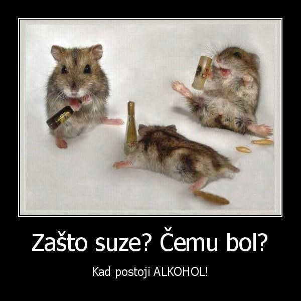 čemu suze, čemu bol, kad postoji alkohol
