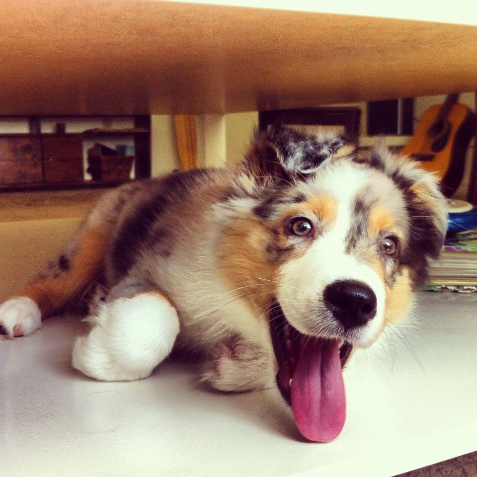 napušteni psić konačno udomljen i sretan:)