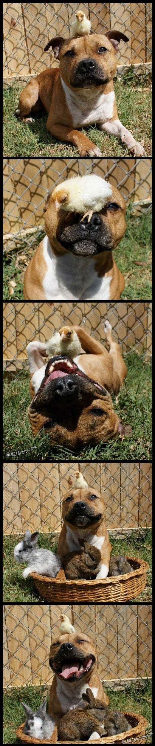 Dragi, razigrani pit bull uživa s prijateljima