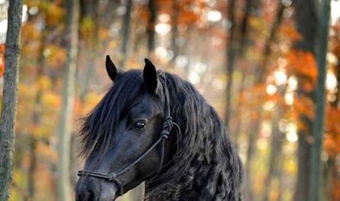 Konj ljepši od princa