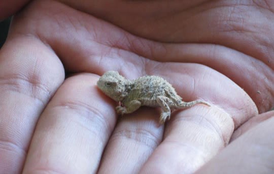 Čak su i bebe gušterići slatki dok su mali