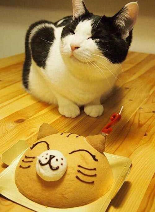 Neviđeno - zahvalna mačka