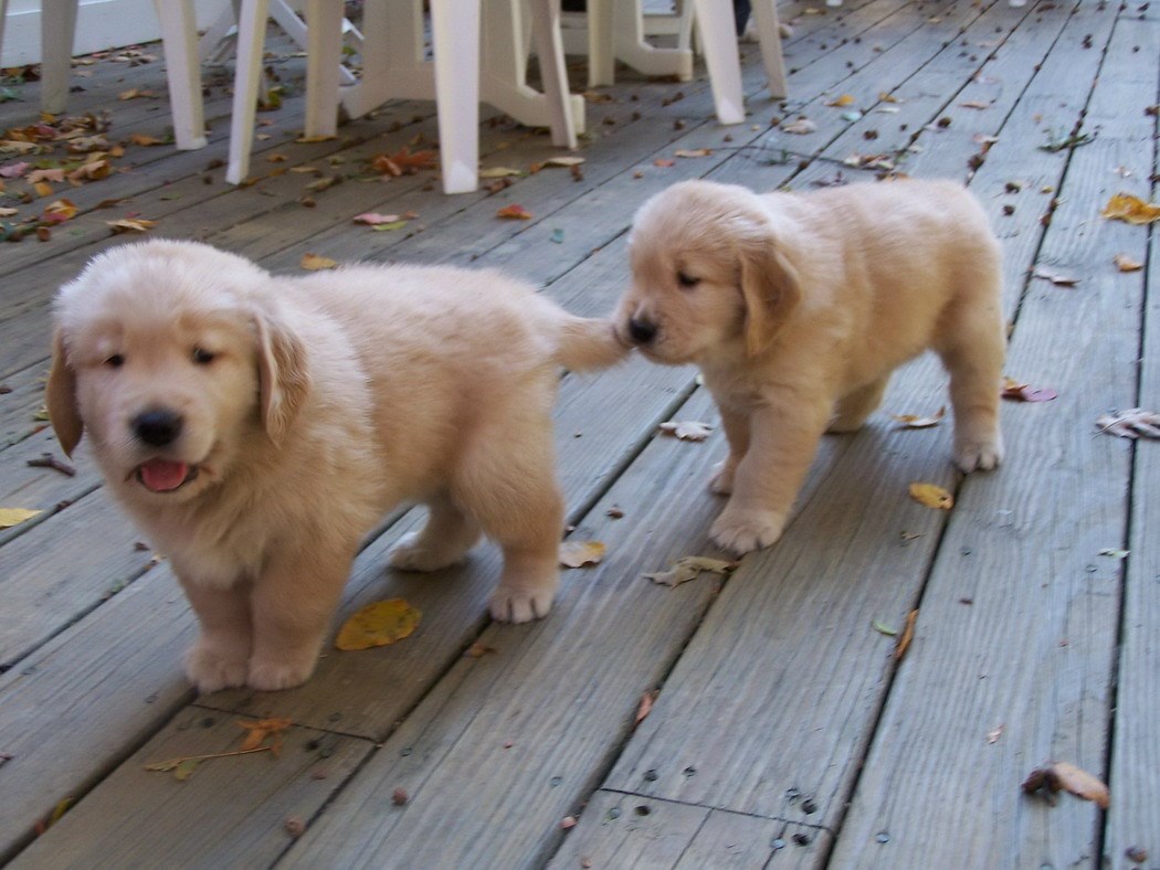 Stari, jel ti znaš da imaš rep?