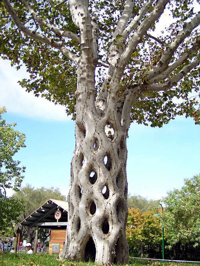 Vrtlar spaja stabla i radi žive skulpture