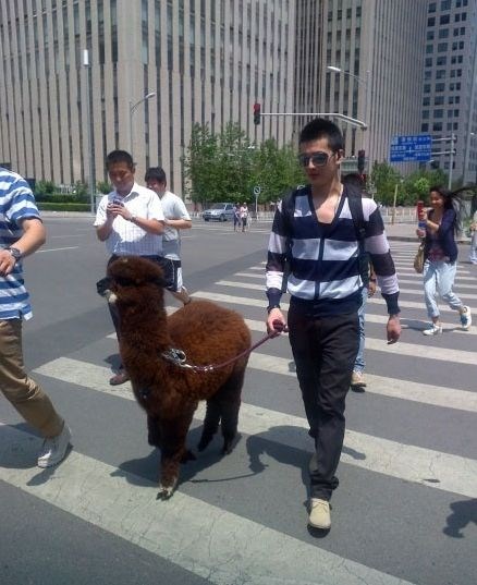 Psi su tako "out", a ljami ne treba brnjica