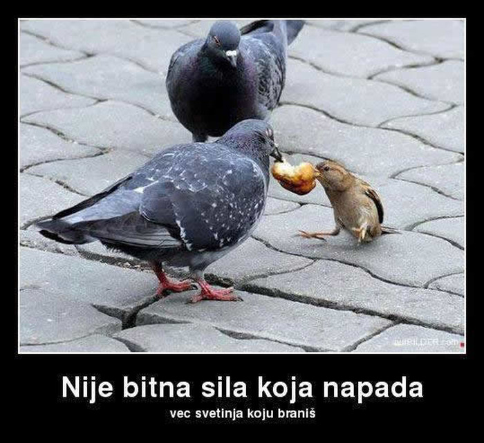 Ti vrapca!