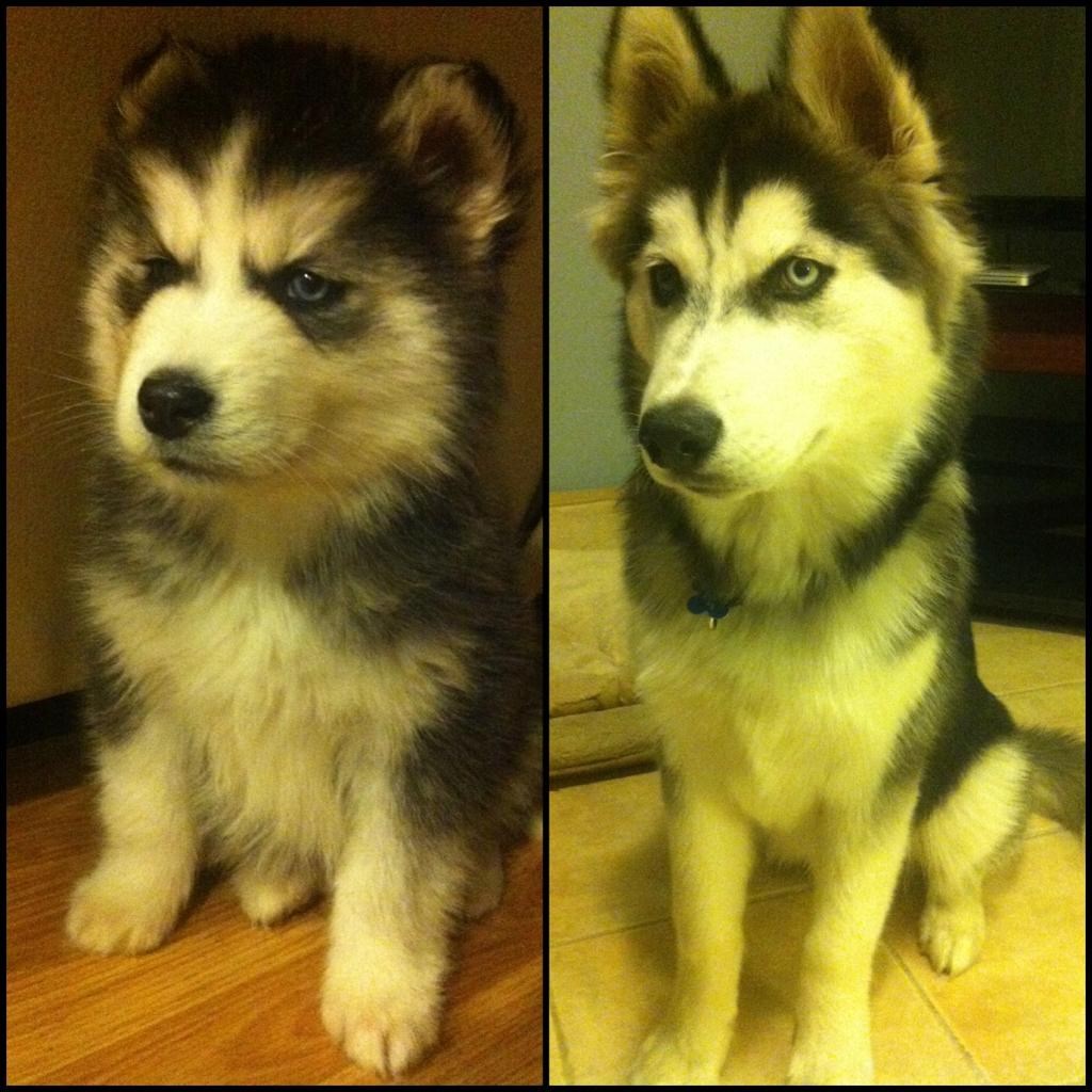 Od ljute pahuljice do opasnog pasa u samo 4 mjeseca:)