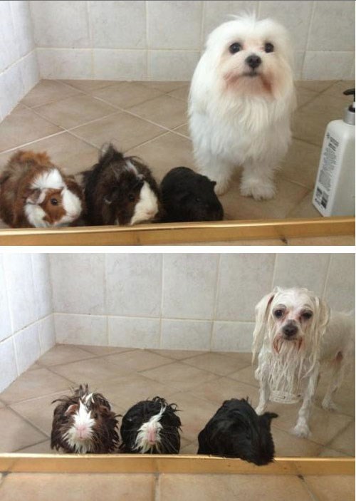 Najtužniji pogledi na svijetu:D