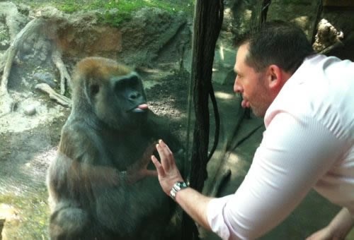 Gorila čovjek naučio beljiti se