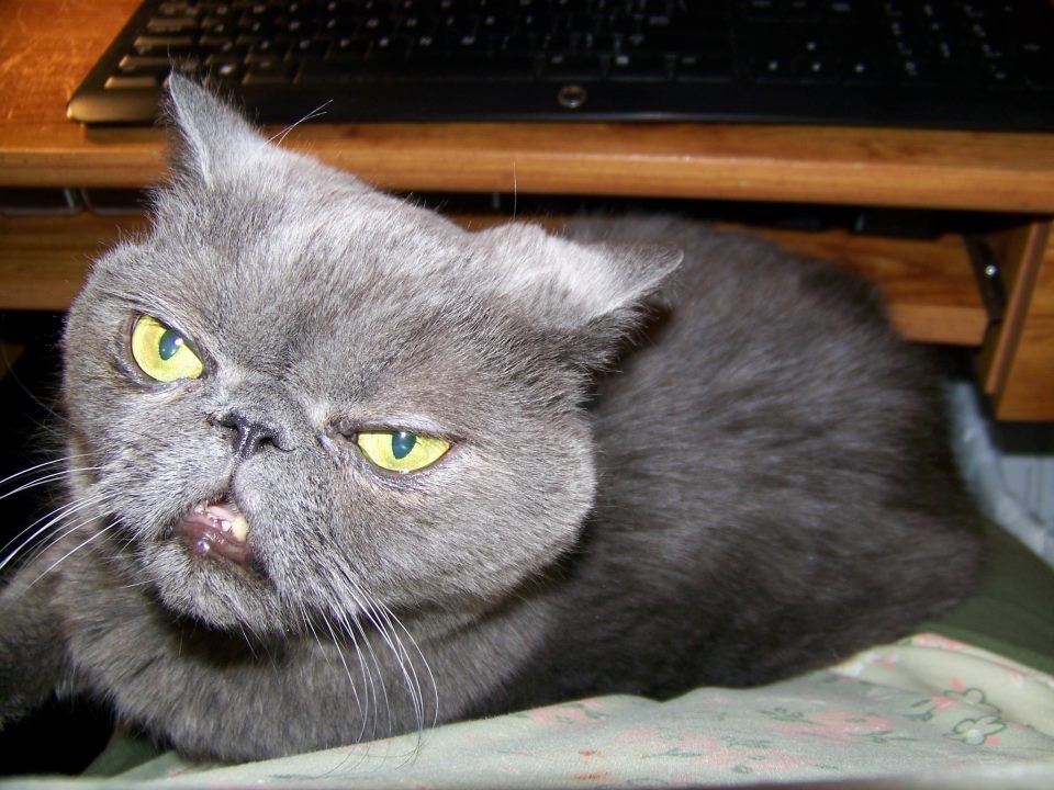 Samuel L. Catson nešto nije raspoložen