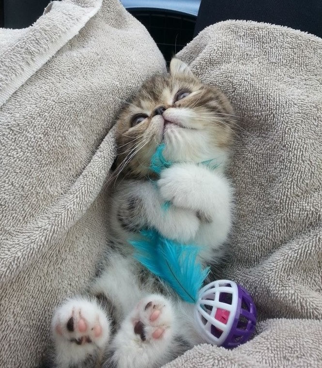 Maca grli svoju prvu igračkicu :)