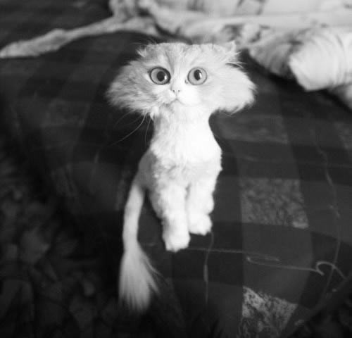 Jedina prava frizura za čupave mačke:D