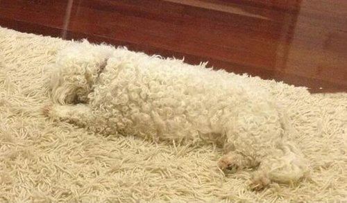 Tepih se kamuflirao u psa