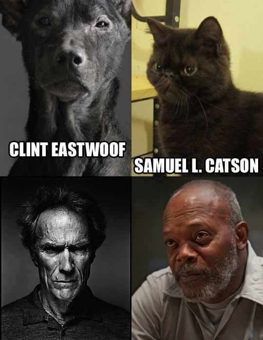 Najkul pas i mačka u povijesti