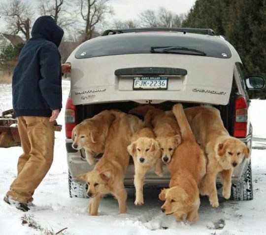 Who let the dogs out? Eto ti ko...