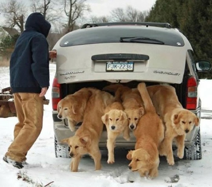 Who let the dogs out? Eto ti ko...