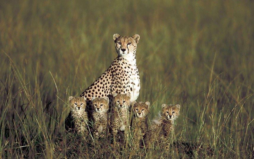 Ponosna mama životinjama predstavila svoje klince