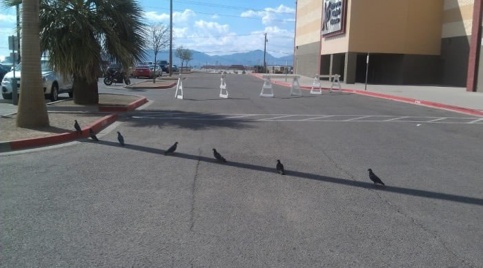 i ptičicama je brutala vruće:)