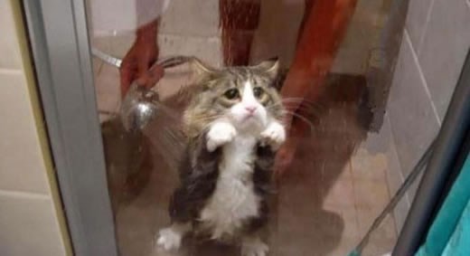 Najtužniji mačji pogled na svijetu