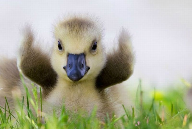 I patkica je sretna zbog pobjede nad Irskom:P