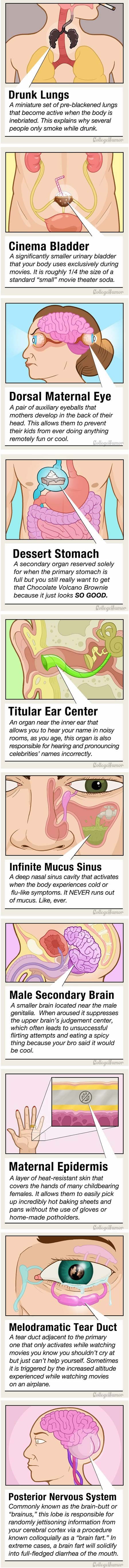 Skriveni i nepoznati organi za koje pojma nemaš da ih imaš
