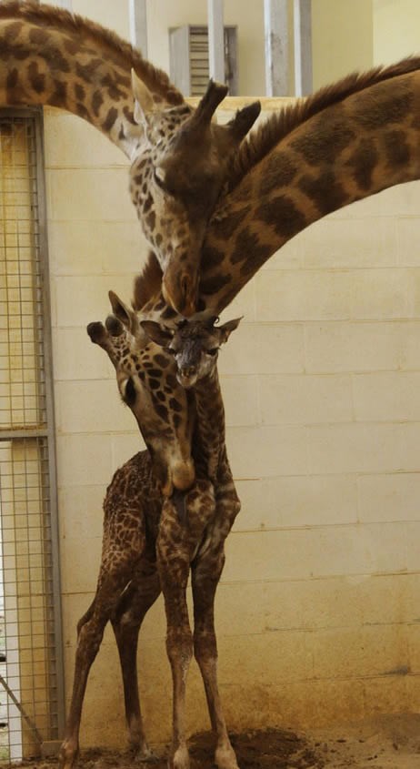 Žirafica u obiteljskom zagrljaju