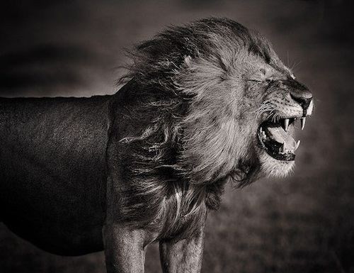 kralj džungle pokazuje zašto je kralj