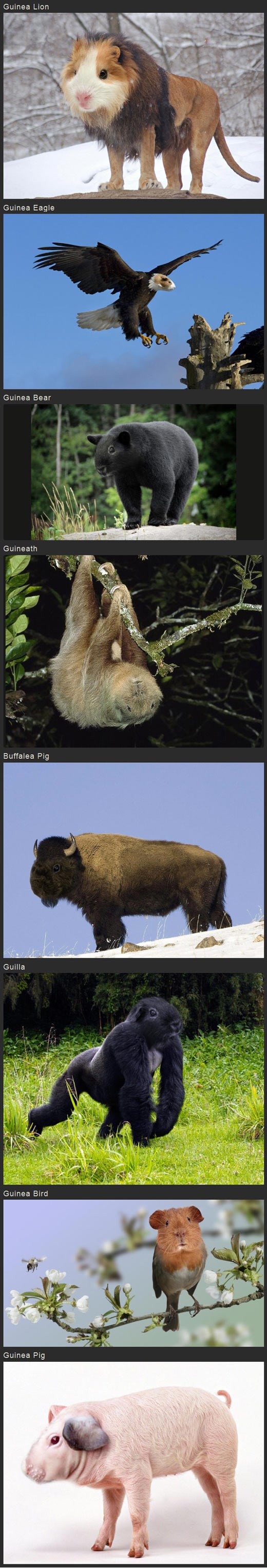 Kad fotošoperi polude