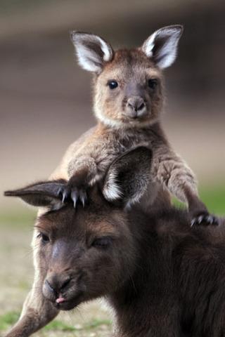 popne joj se na glavu, ali ga ipak voli jer je njen:)