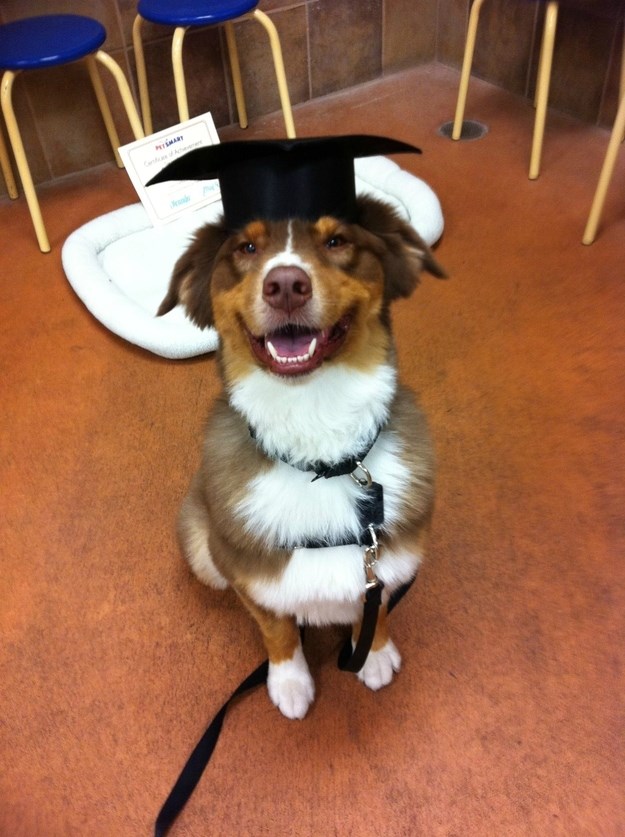 diplomirani pas vodič