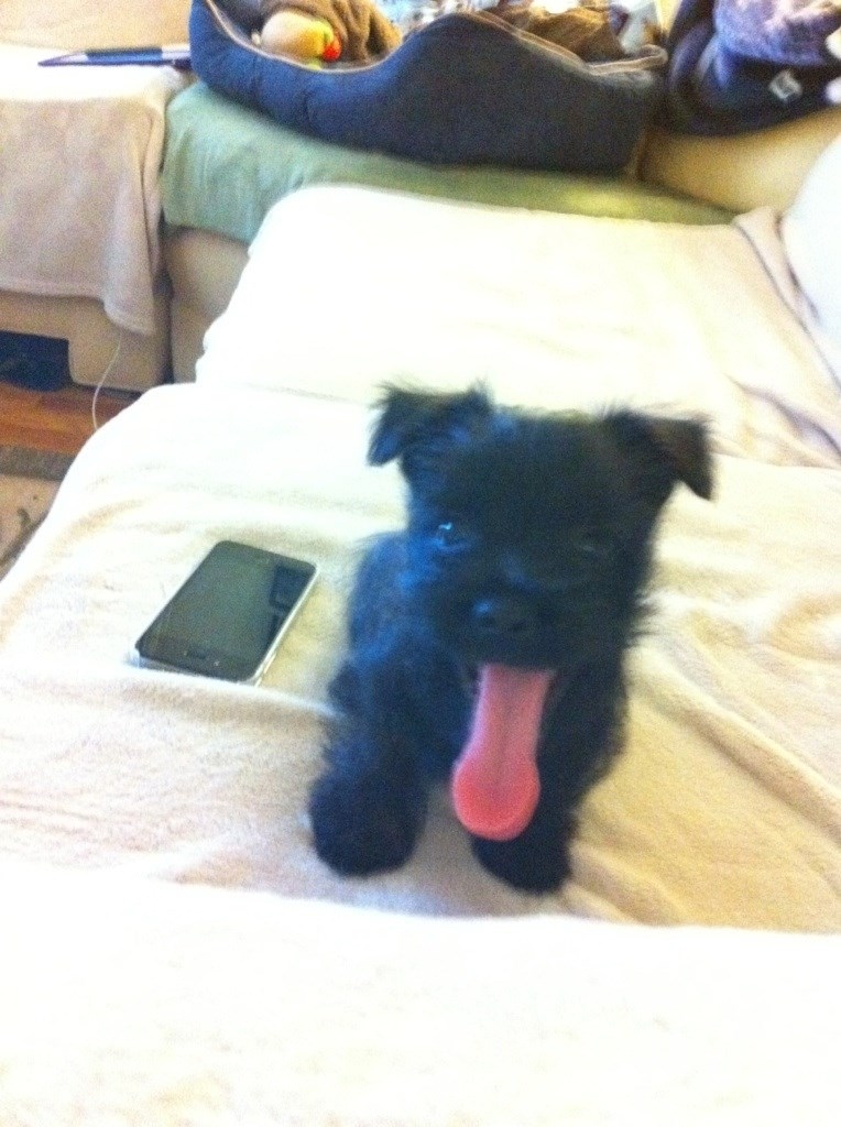 Psić je pola pas, pola jezik