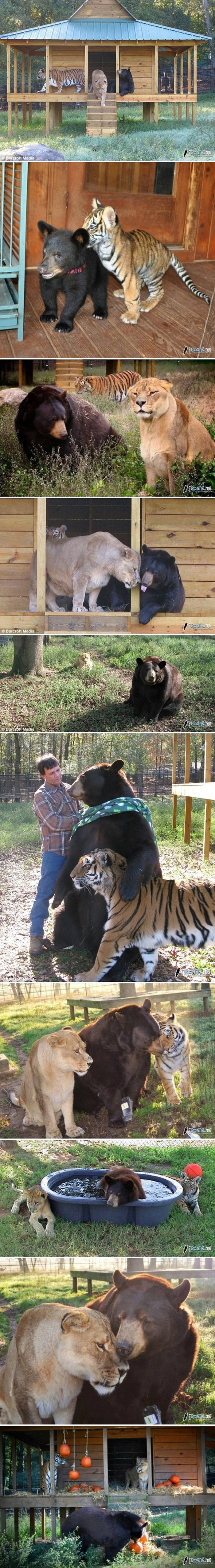 Medvjed, tigar i lav žive kao braća:)