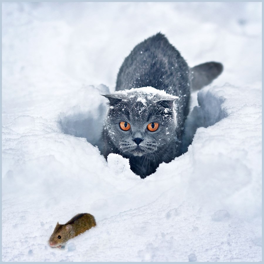 Tom i Jerry u zimskom izdanju