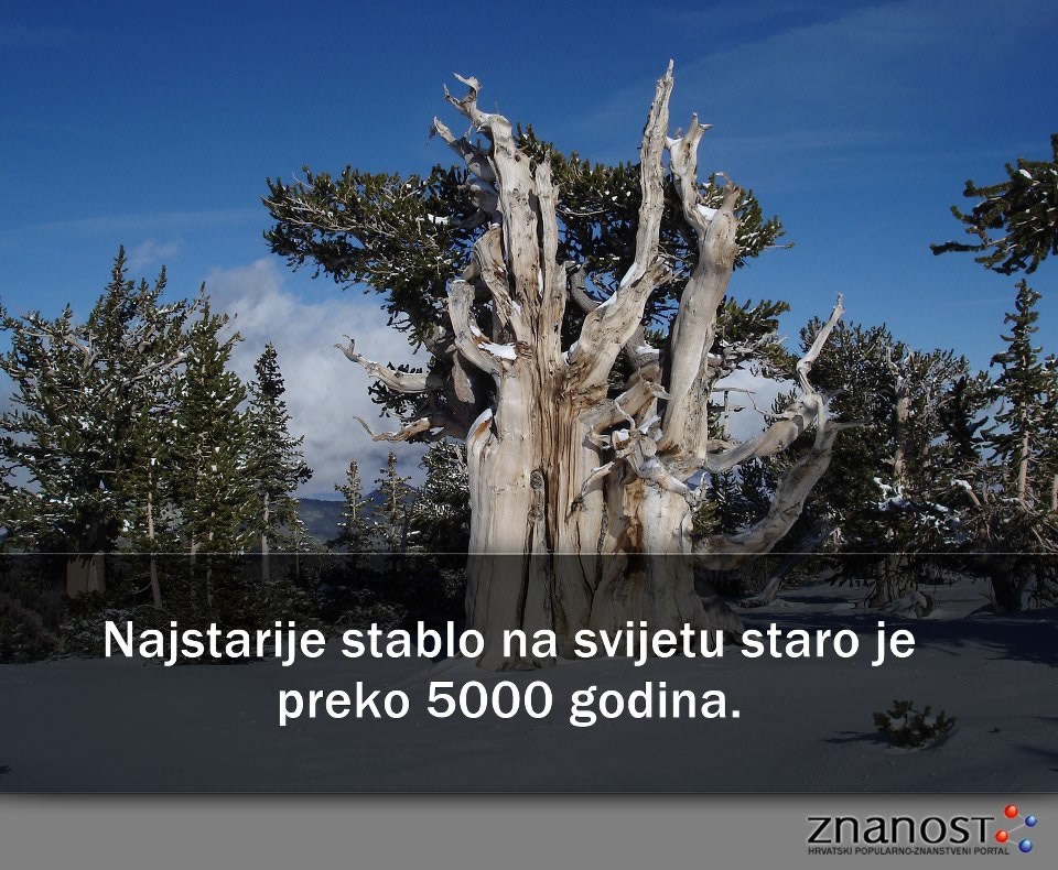 Najstarije stablo na svijetu ima 5000 godina