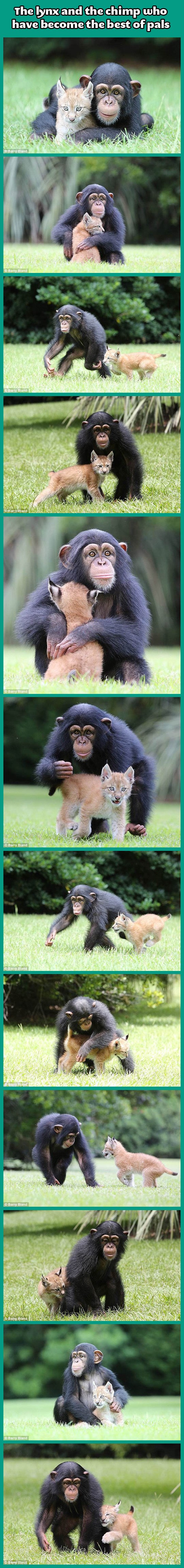 Čimpanza posvojio napuštenog risića, awww