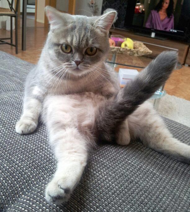 a šta, pa i gazda tako sjedi