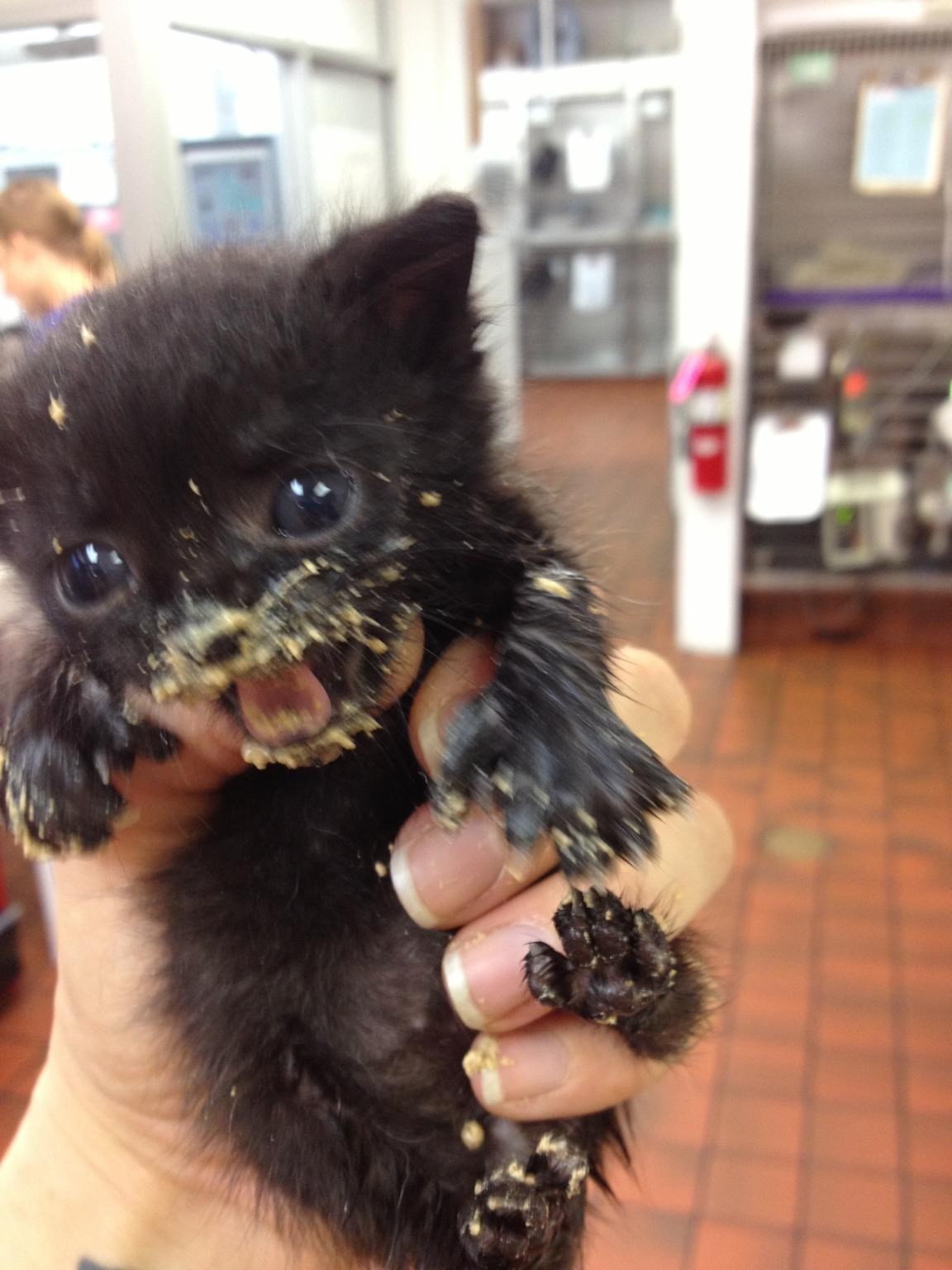 Mačić Gremlin prvi put probao papati krutu hranu :D