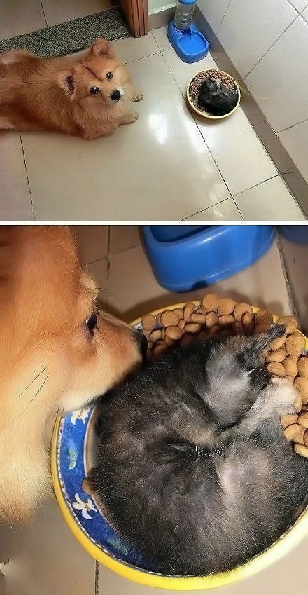 Lukava mačka ima dobru taktiku za krađu hrane