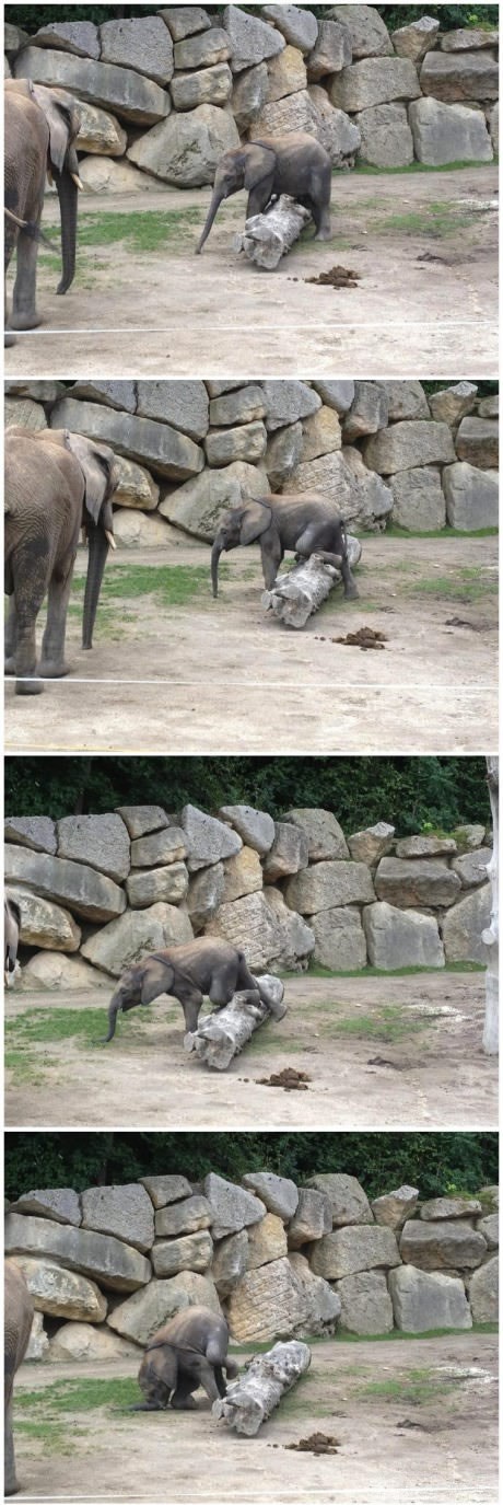 Slonče palo i skoro potrgalo surlu