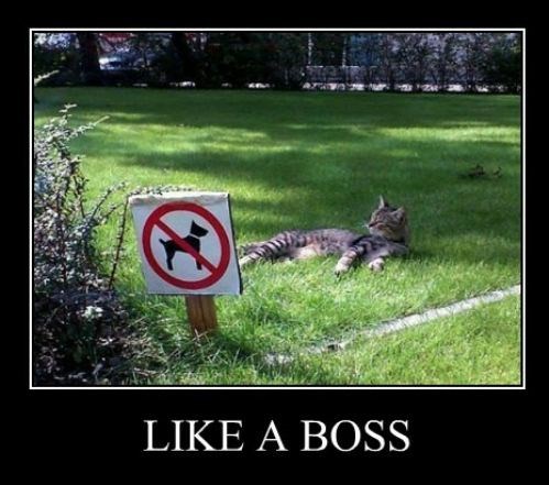 đubretarska mačka se ruga psećem rodu