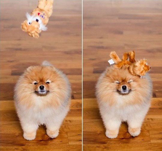 nije baš pasmina naklonjena sportu... kretanju općenito:)