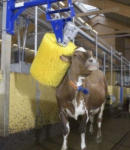 Krava gušta u češkanju