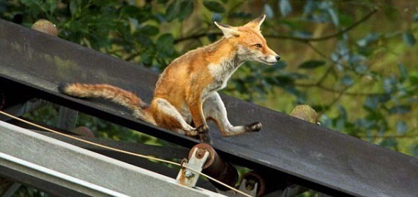 Tko bi rekao da lisice imaju smisla za zabavu:)