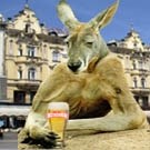 Macropus_politicus